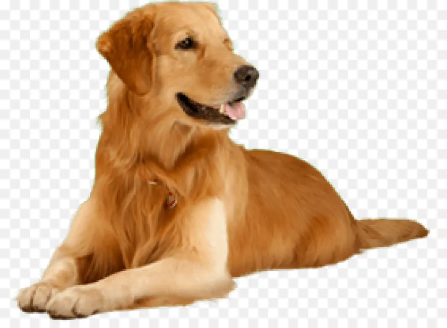 Cachorro，Golden Retriever PNG