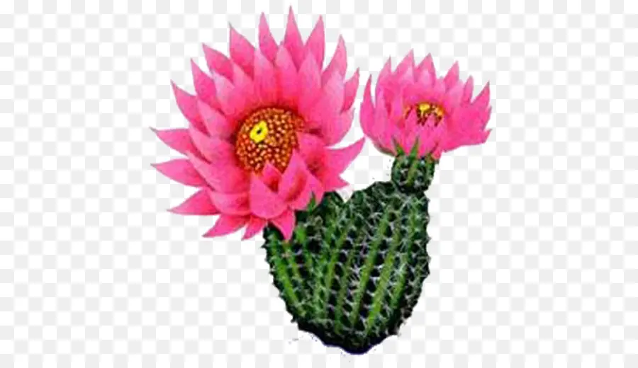 Flor De Cactus Rosa，Cactus PNG