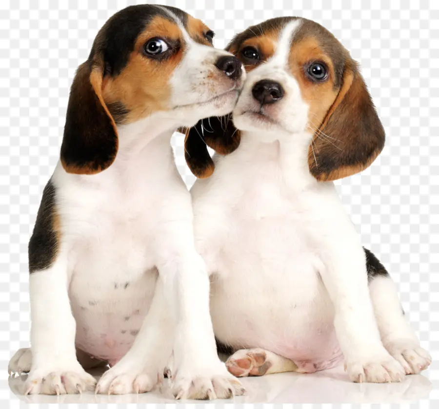 Dos Cachorros，Lindo PNG