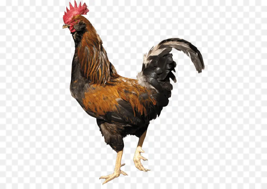 Pollo，Gallo PNG