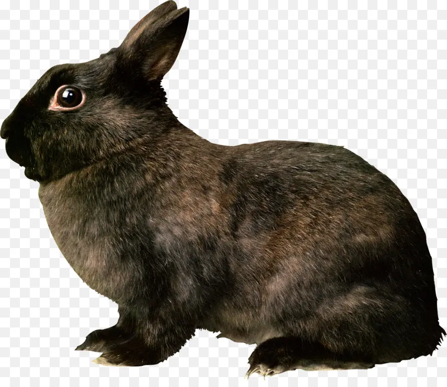 Liebre，Conejo PNG