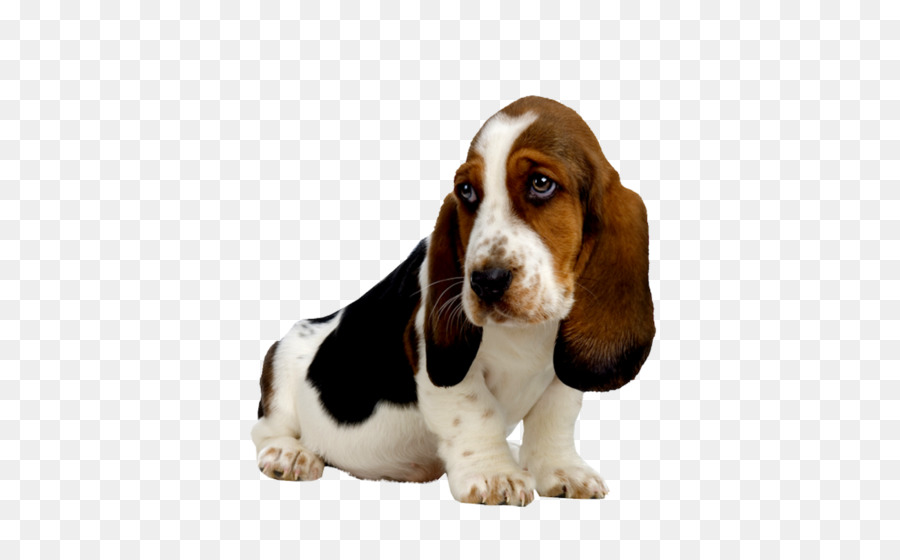 Sabueso，Perro PNG