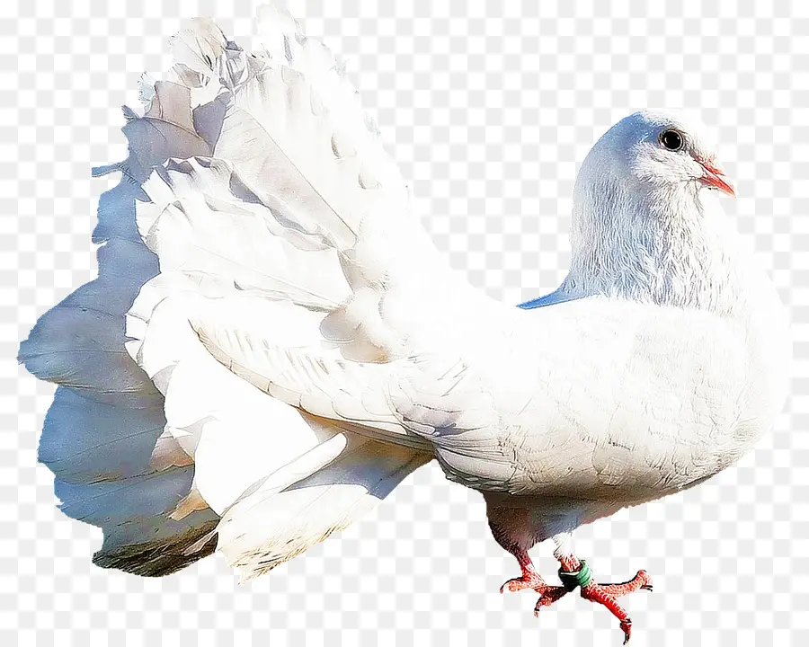 Rock，Columbidae PNG