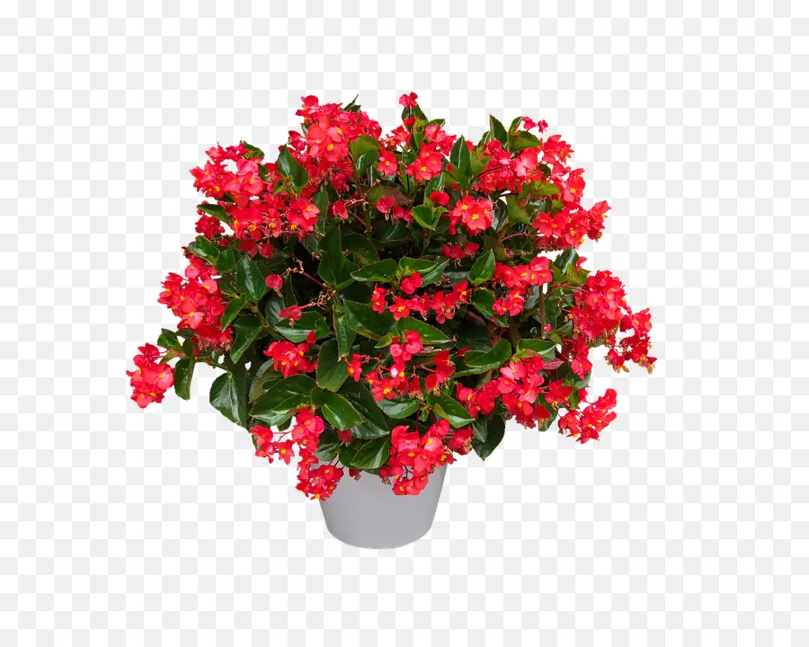 Plantas，Flor PNG