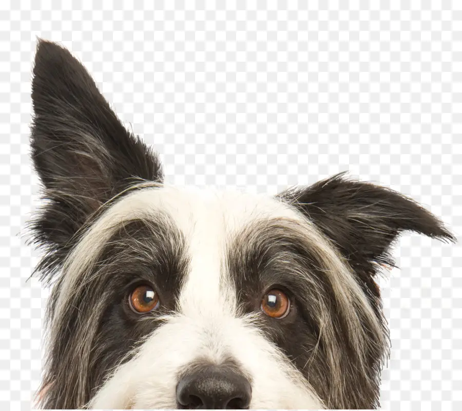 Perro，Mascota PNG