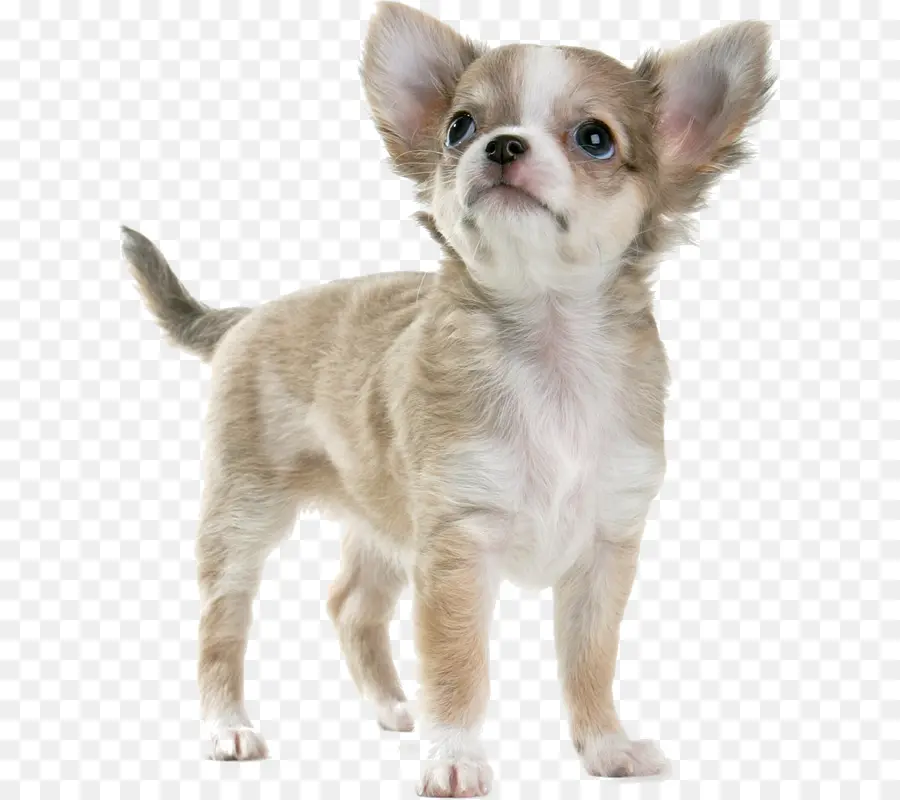 Cachorro，Perro PNG