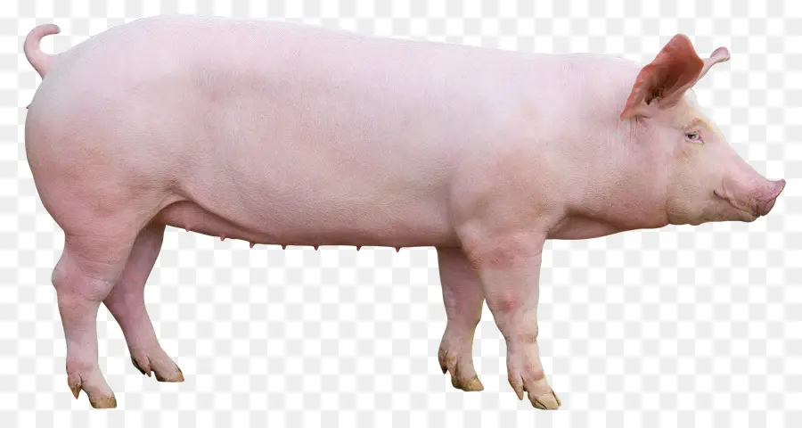 Cerdo，Le Porco PNG