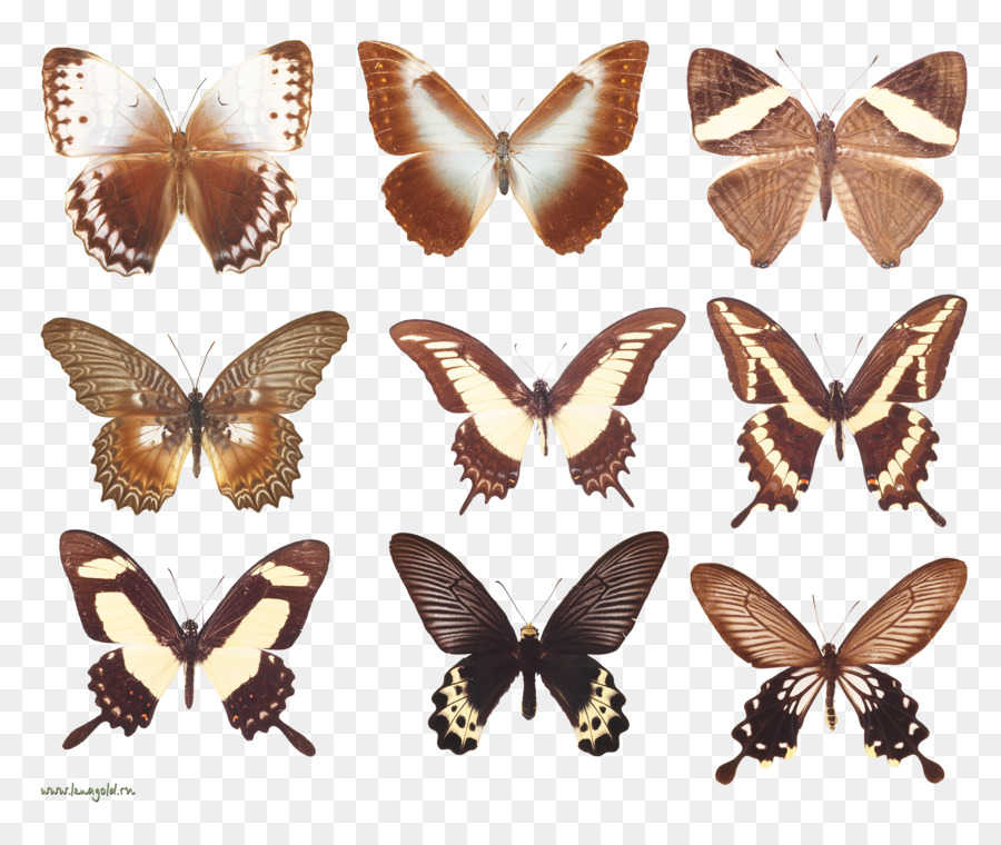 Mariposas，Vistoso PNG