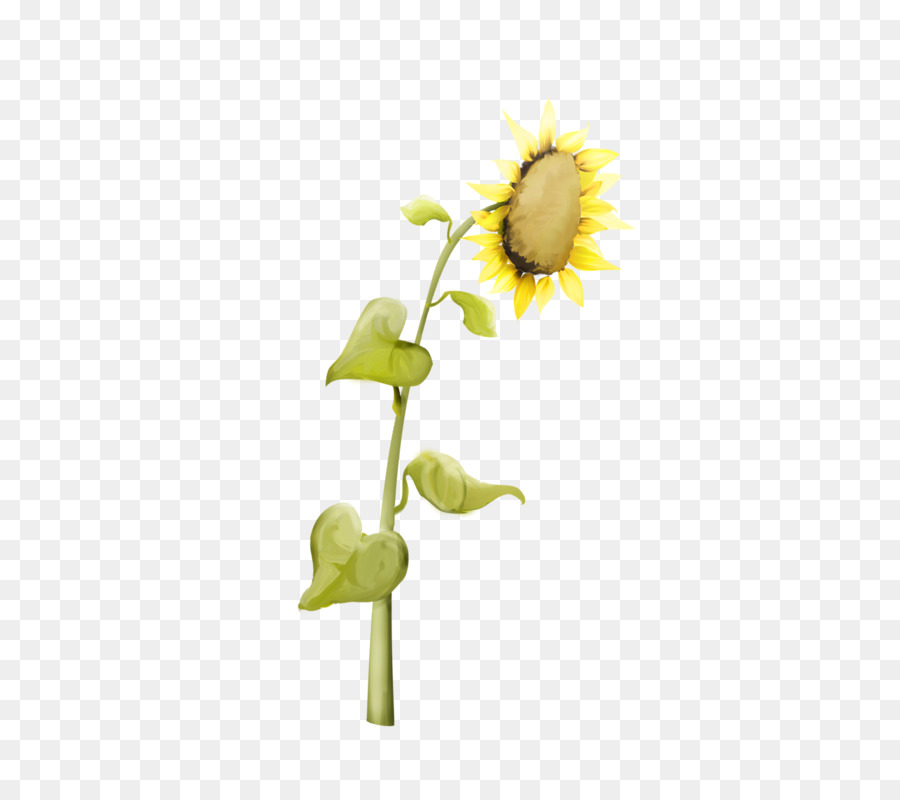 Girasol Común，Familia Daisy PNG