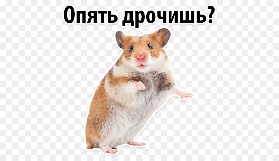 Hámster，Gerbil PNG