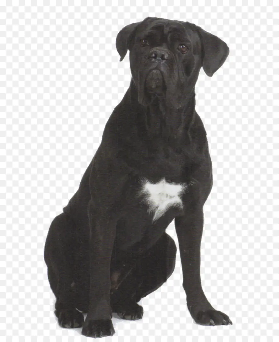 Perro，Mascota PNG