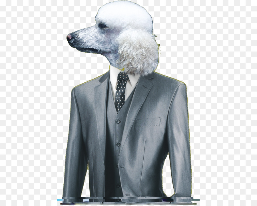 Caniche，Genio Italiano PNG