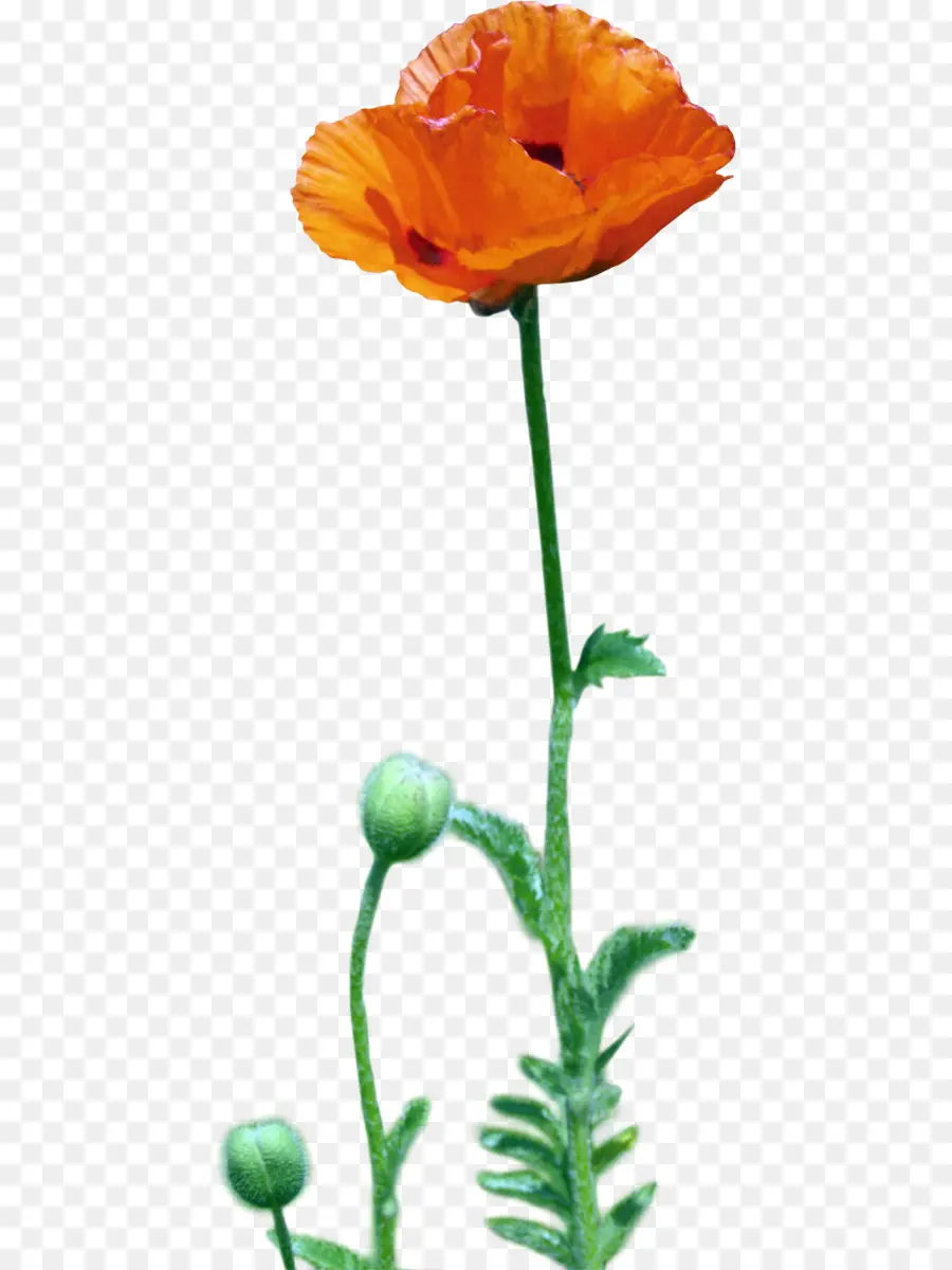 Flor De Naranja，Florecer PNG