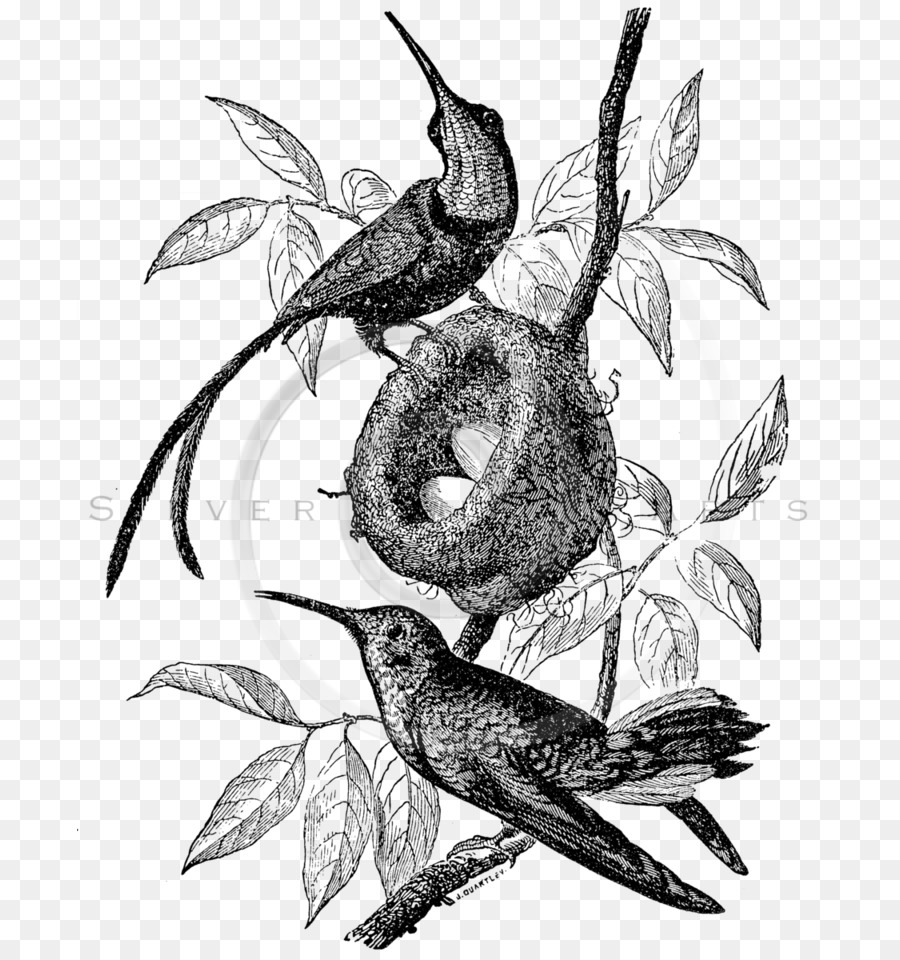 Colibrí，Pájaro PNG