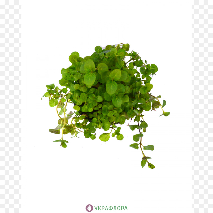 A La Carta，Cilantro PNG