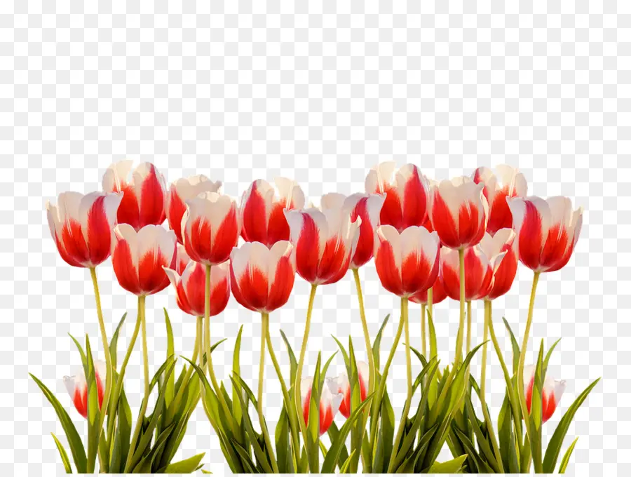 Tulipanes，Rojo PNG