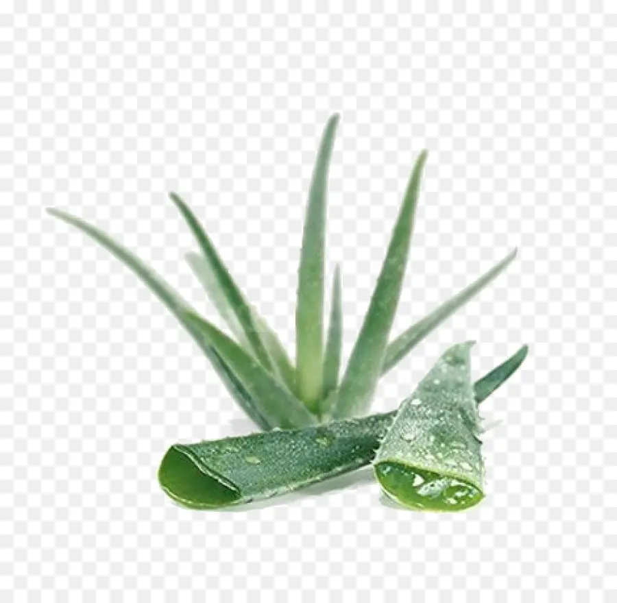 Aloe Vera，Piel PNG