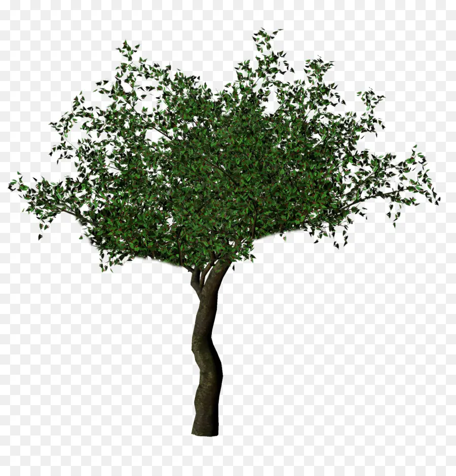 árbol，Roble PNG