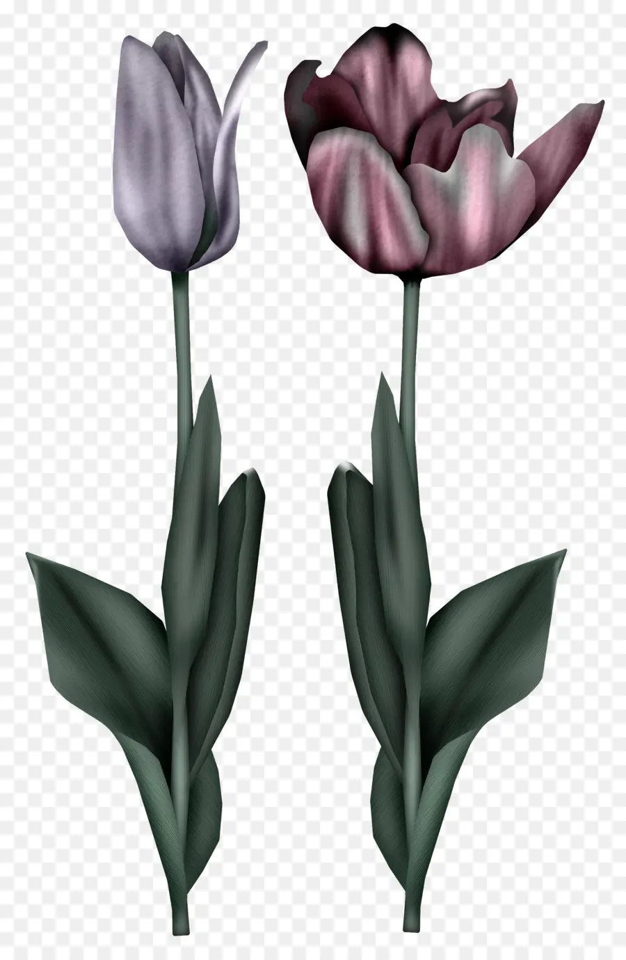 Tulipanes，Plantas PNG