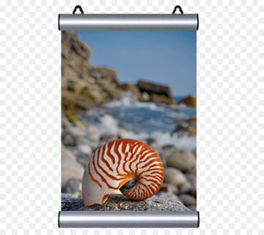 Caracol，Publicidad PNG