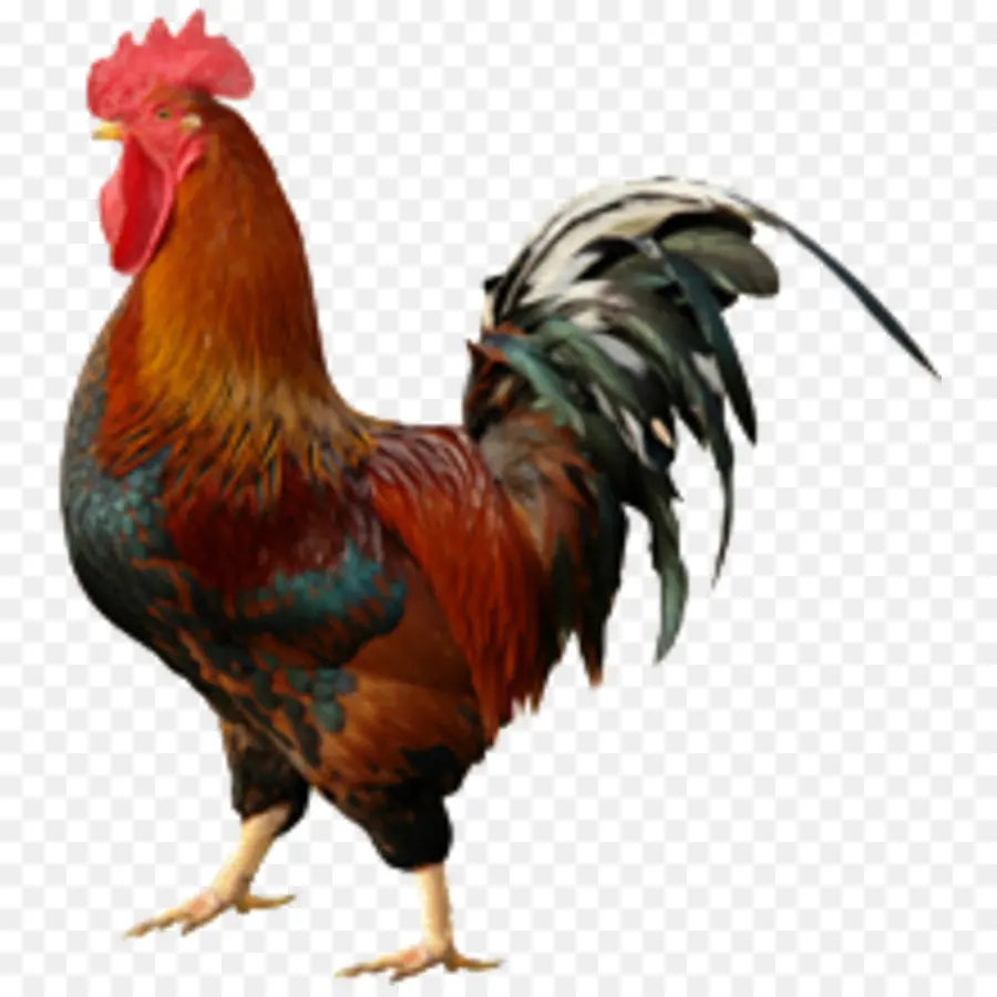 Gallo，Pollo PNG