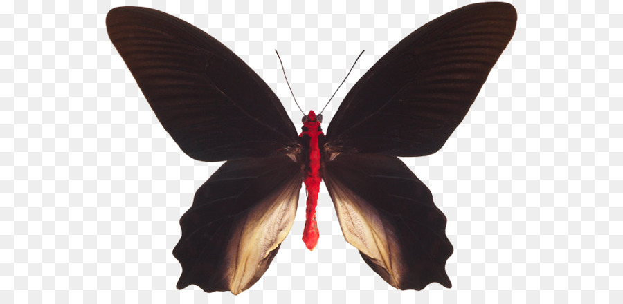 Mariposa Marrón，Alas PNG