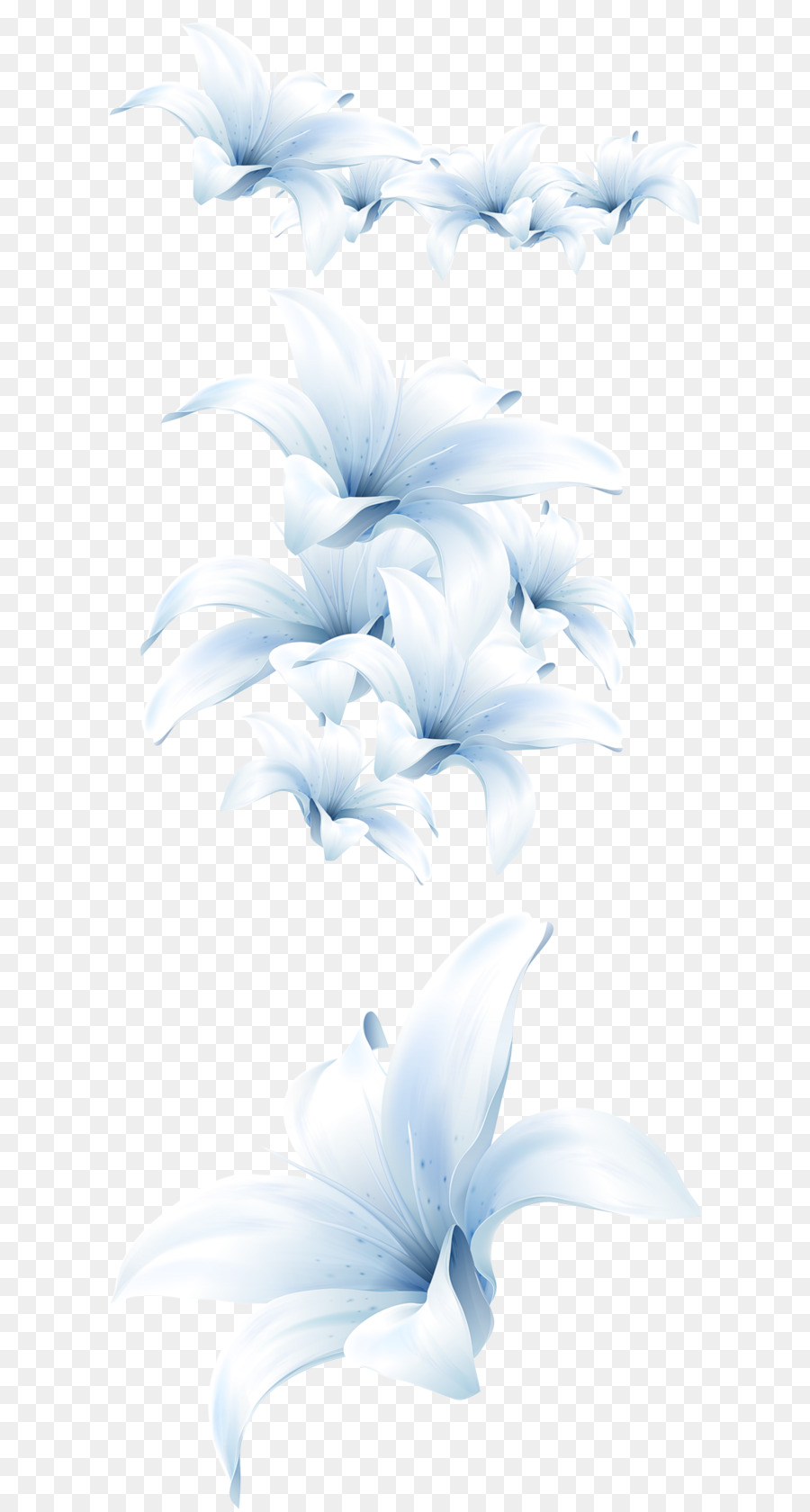 Flor，Madonna Lily PNG