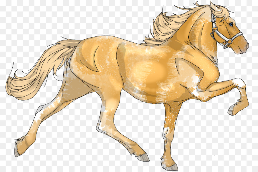 Potro，Poni PNG