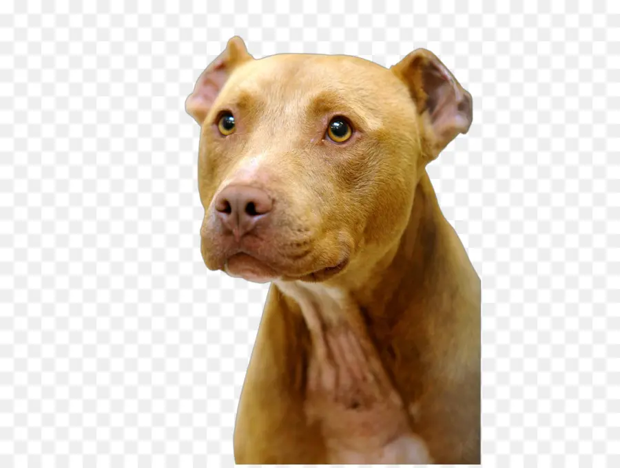 Pit Bull，American Pit Bull Terrier PNG