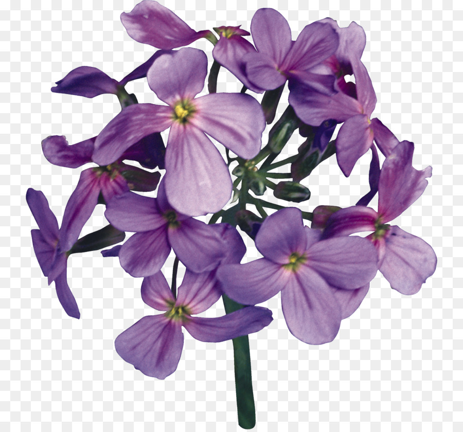 Pétalo，Cortar Flores PNG