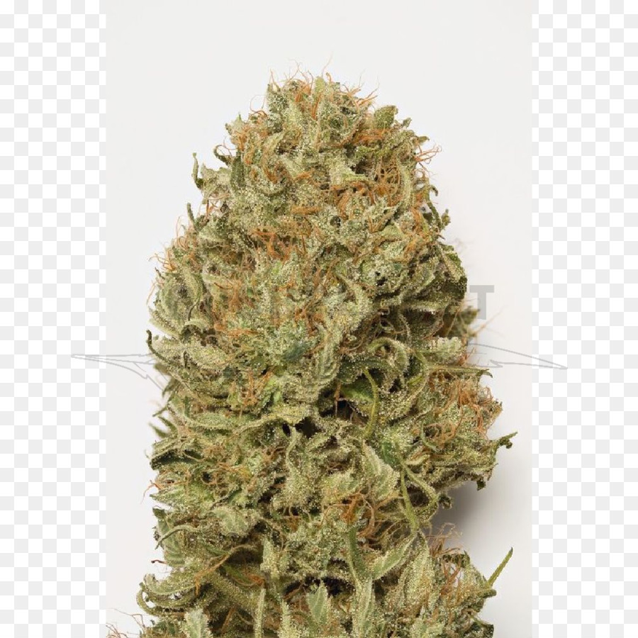 Cannabis De Autofofunción，Sueño PNG