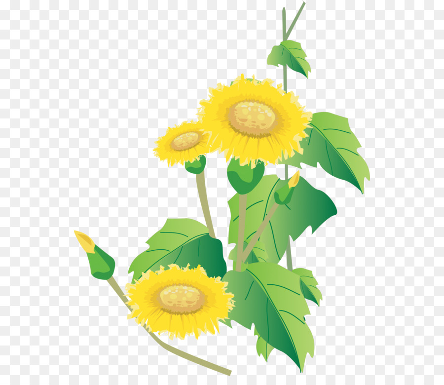 Girasoles，Flores PNG