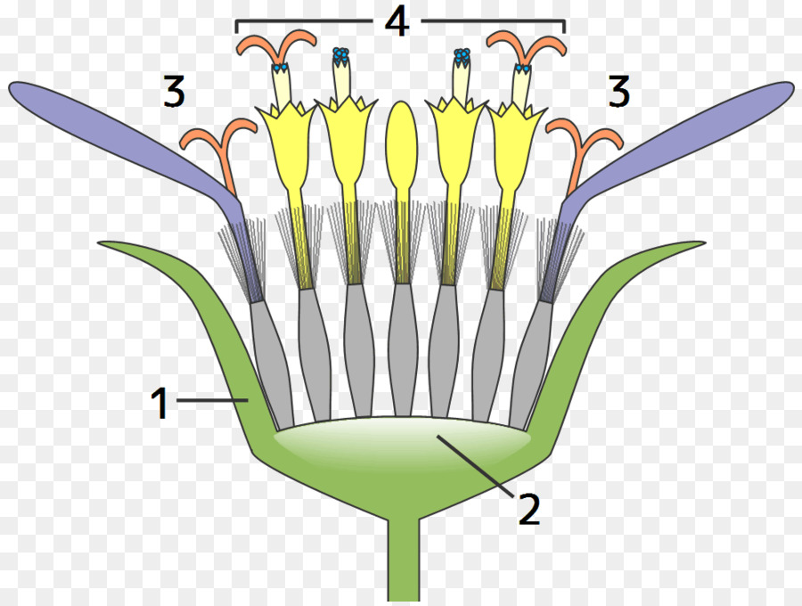 Familia Daisy，Cabeza PNG