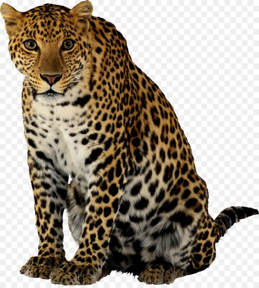 Leopardo，Manchas PNG