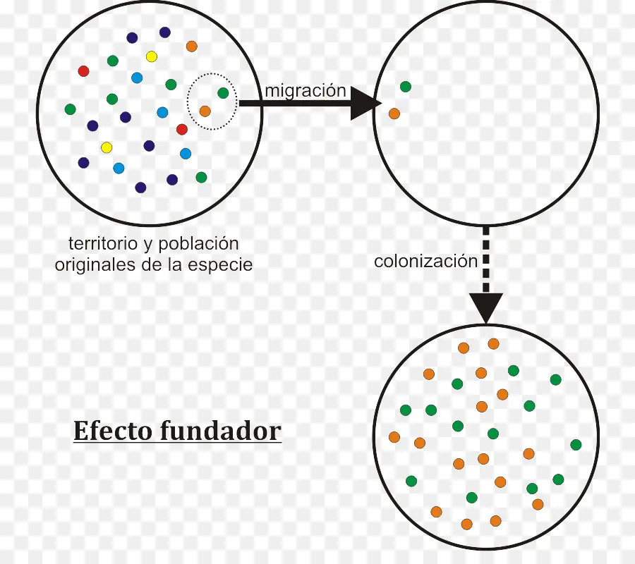 Efecto Fundador，Deriva Genética PNG