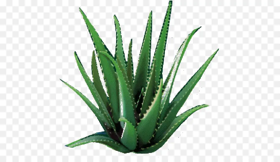 Aloe Vera，Plantas PNG