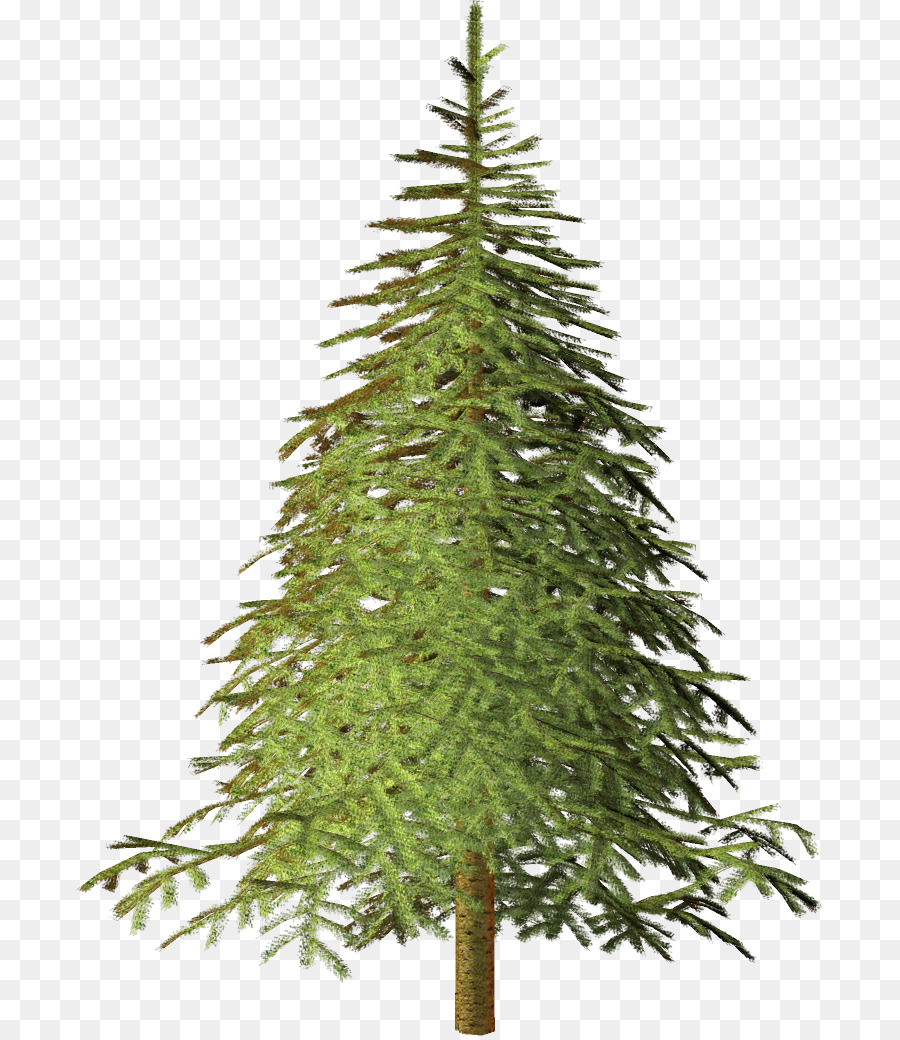 Abeto，árbol PNG