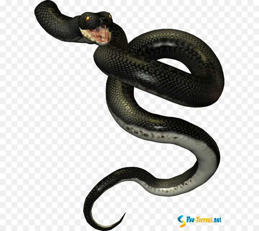 Serpiente，Reptil PNG