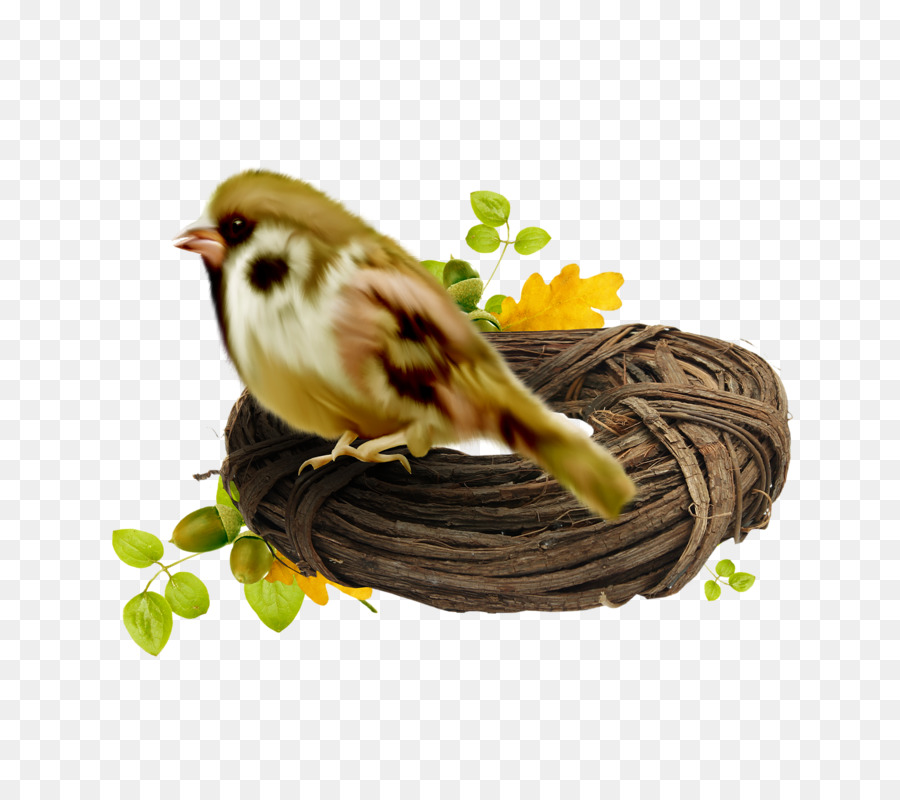 Gorrión De La Casa，Pájaro PNG
