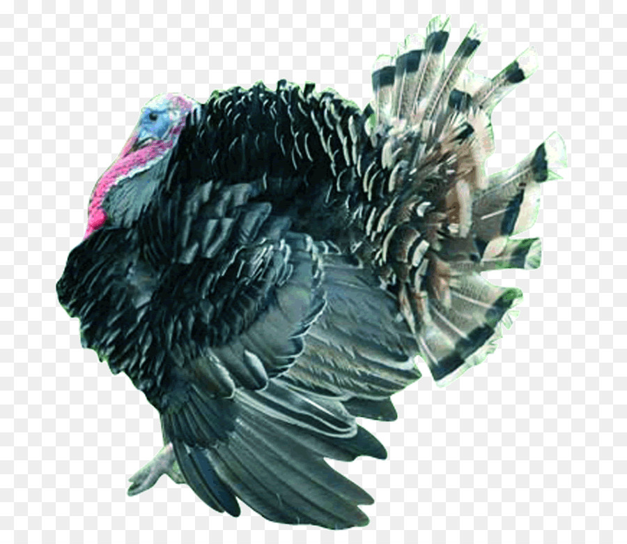 Pavo，Pájaro PNG