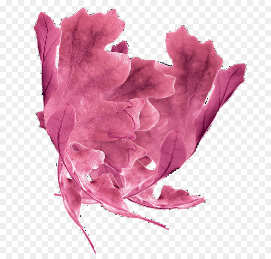 Roble，M Pink PNG