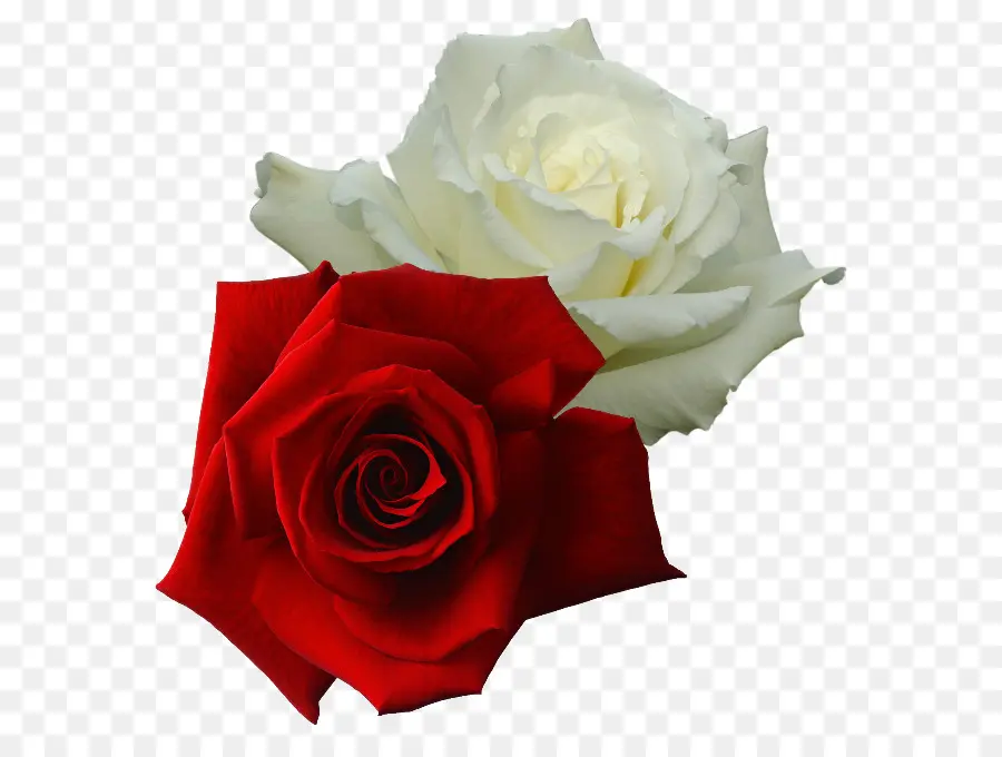 Rosas De Jardín，Rosa Blanca De York PNG