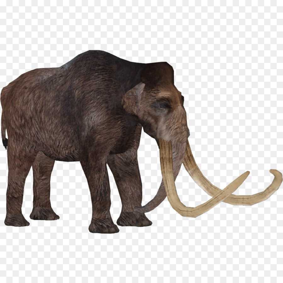 Elefante，Mamífero PNG