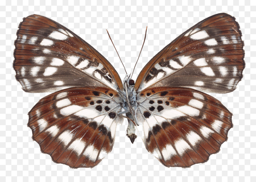 Mariposa，Insecto PNG