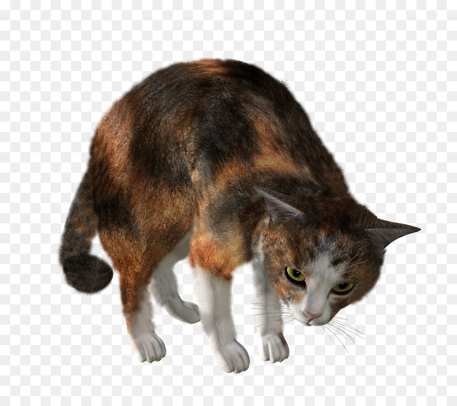 Gato，Mascota PNG