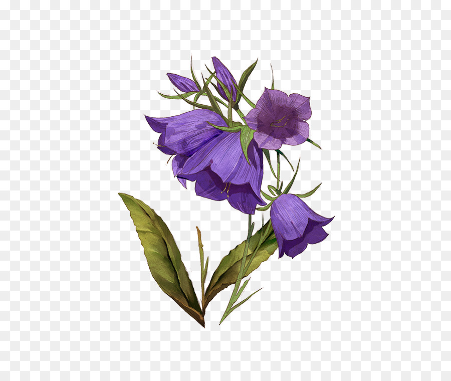 Flores Moradas，Ramo PNG