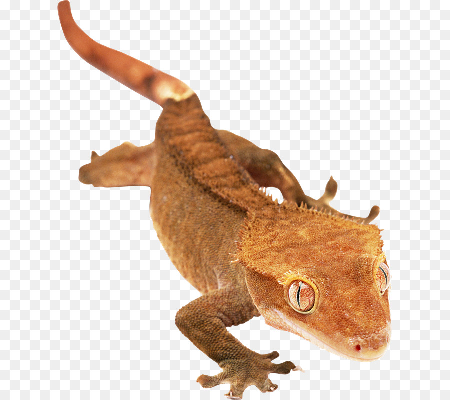 Geco，Lagarto PNG