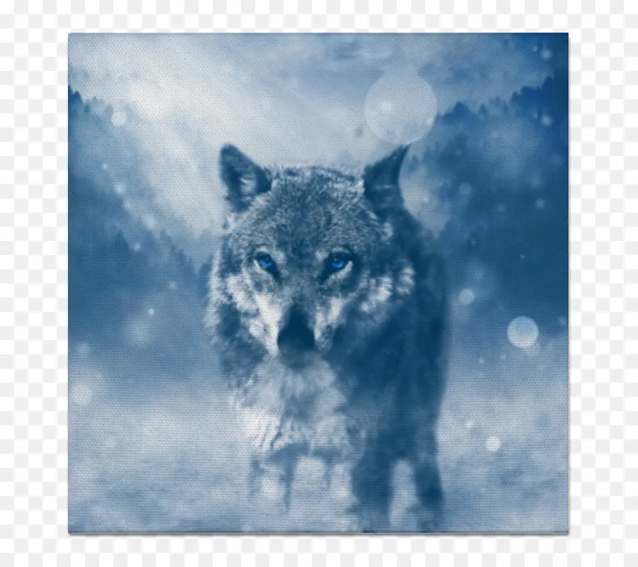 Fondos De Pantalla De Lobo，Invierno PNG