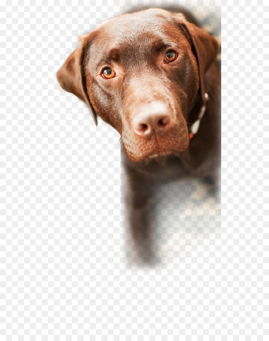 Labrador Retriever，Refugio De Animales PNG