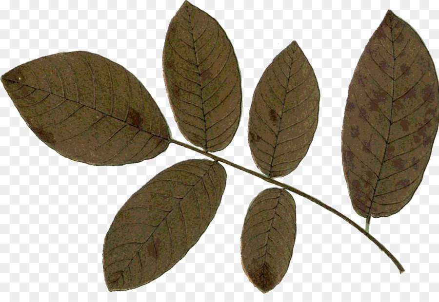 Hoja，Planta PNG